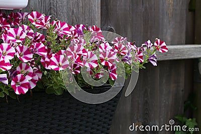 Beautiful bright petunia in the garden Stock Photo