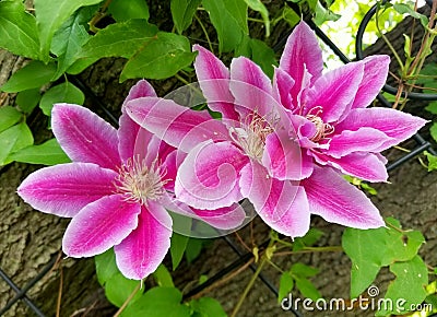 Bright pink color of Clematis Florida flower Stock Photo