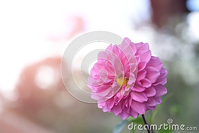 Beautiful bright pink dahlia flower on natural background Stock Photo