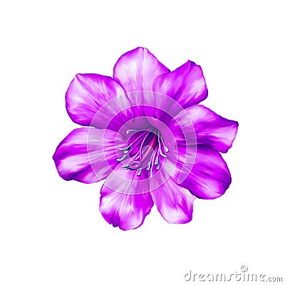 Beautiful bright pink Flower. Isolated on white Stock Photo