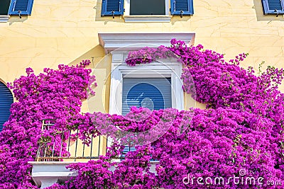 Beautiful bright purple flowers on a yellow building Stock Photo