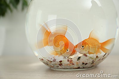 Beautiful bright small goldfishes in round glass aquarium on wooden table, closeup Stock Photo