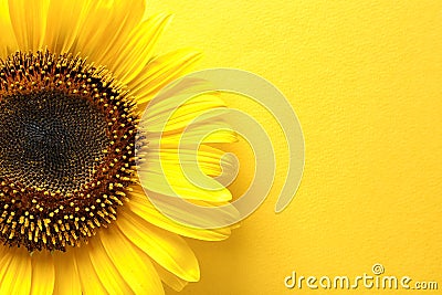 Beautiful bright sunflower on color background, Stock Photo