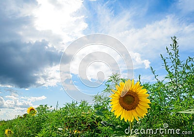 Beautiful Bright Sunflower in the Green Field Stock Photo
