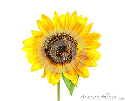 Beautiful bright sunflower on white background Stock Photo