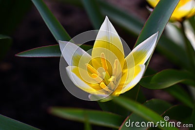 Beautiful bright tender flower of wild-growing perennial herb tulip Tulipa biflora Stock Photo