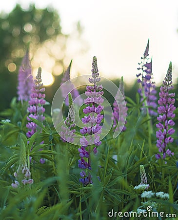 beautiful and bright Wild lupine flowers in a field Stock Photo