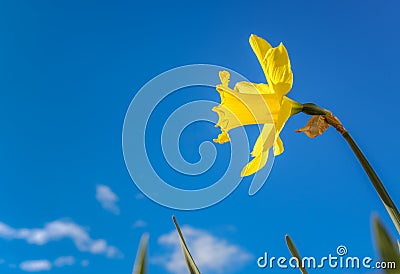 Beautiful bright yellow daffodil against a gorgeous blue sky with slight fluffy white clouds seen from below Stock Photo