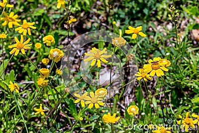 Beautiful Bright Yellow Lanceleaf Coresopsis Wildflowers in a Field. Stock Photo