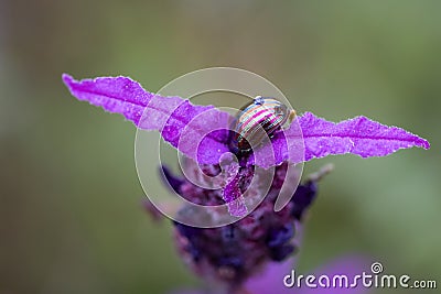 Beautiful brightly colored beetle on a purple flower - in its natural environment. Stock Photo