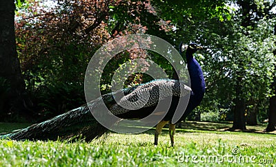 A beautiful, brightly colored peacock stands on green grass in a park lawn. Stock Photo