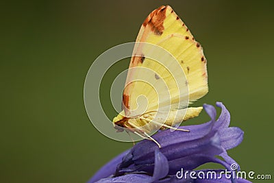 A Brimstone Moth, Opisthograptis luteolata, perching on Bluebell flower in spring. Stock Photo