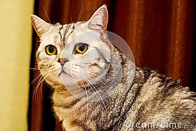 Beautiful british shorthair cat on a brown background. Stock Photo