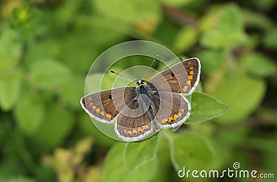 A beautiful Brown Argus Butterfly, Aricia agestis, perching on a plant in a meadow. Stock Photo