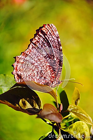 Butterfly on leaves, beautiful brown beige butterfly on plant background Stock Photo