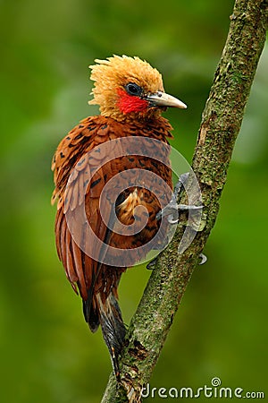 Beautiful brown bird form tropic mountain forest. Chestnut-coloured Woodpecker, Celeus castaneus, brawn bird with red face from Co Stock Photo