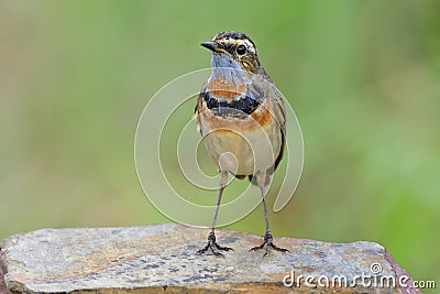 Beautiful brown bird perching on rock spot in meadown field ove Stock Photo