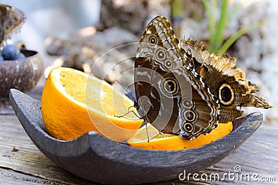 The beautiful brown butterflies on the orange fruit Stock Photo