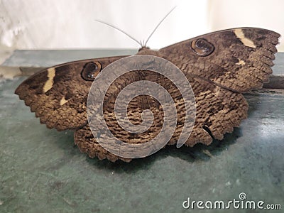 Beautiful brown butterfly with its wings stretched Stock Photo