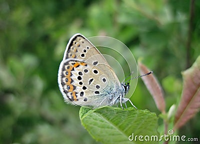 Brown butterfly on beautiful flower, Lithuania Stock Photo