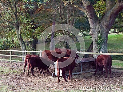 Beautiful brown country cows in edge of field close up autumn da Stock Photo