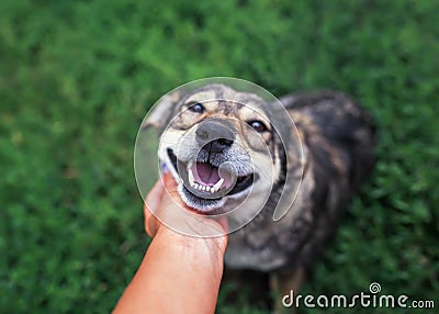 Beautiful brown dog put his head on the palm of the person and friendly looking with love on a background of green grass in the Stock Photo
