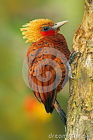 Beautiful brown form tropic mountain forest. Chestnut-coloured Woodpecker, Celeus castaneus, brawn bird with red face from Costa Stock Photo