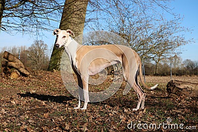 A beautiful brown galgo is standing in the forest at a sunny day Stock Photo