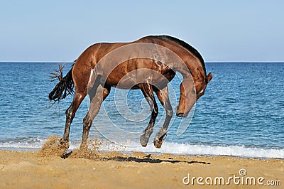 Beautiful brown horse jumping on sea beach Stock Photo