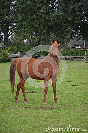 Beautiful brown horse standing in a field. Stock Photo