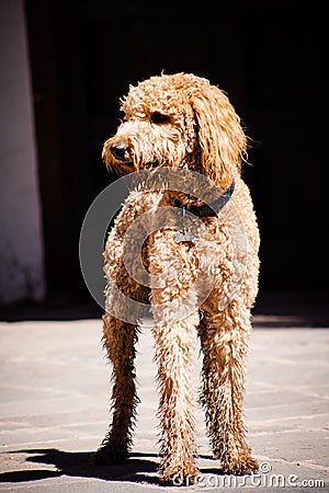 Beautiful brown labradoodle dog standing in a traditional spanish patio. Stock Photo