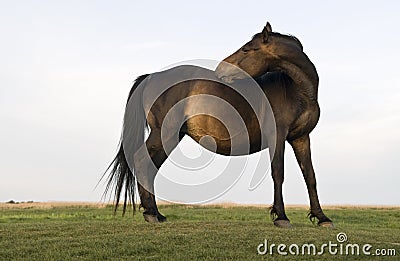 Beautiful brown mare horse Stock Photo