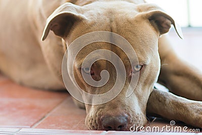 Pitbull terrier dog Stock Photo