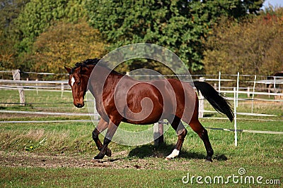 Beautiful brown quarter horse is running on the paddock in the sunshine Stock Photo