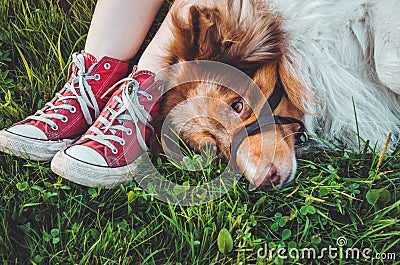 Beautiful brown redhead dog lying in the grass after long play, having fun outdoors. Happy hipster girl with her best Stock Photo