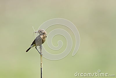 Beautiful brown rock chat with straw in mouth Stock Photo