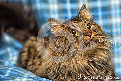 beautiful brown Siberian cat lies on a blue Stock Photo