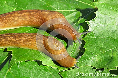 Slugs on green leaves, closeup Stock Photo