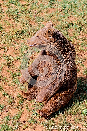 Beautiful brown spanish bear Stock Photo