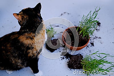 Beautiful brown tricolor domestic cat turned indoor flowers, scattered earth from pots, gnawed plants, looks guiltily, concept of Stock Photo