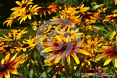 Beautiful Brown and Yellow Poor Land Daisies Stock Photo