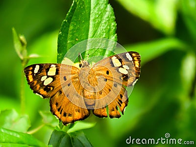 Yellow brush footed butterfly on leaves Stock Photo