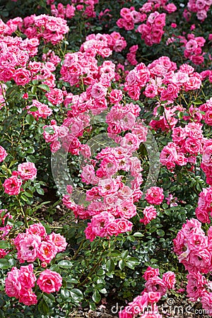 Beautiful buch pink roses Stock Photo