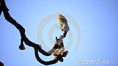 Chestnut bud, conker tree. Stock Photo