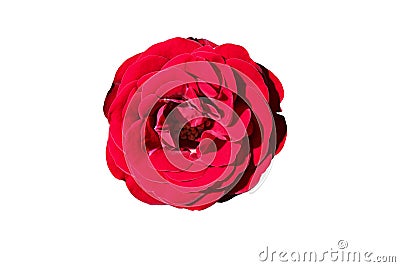 Beautiful bud of a lush red rose on a white background. Scarlet rose buds isolated without background for design. Bright passion Stock Photo