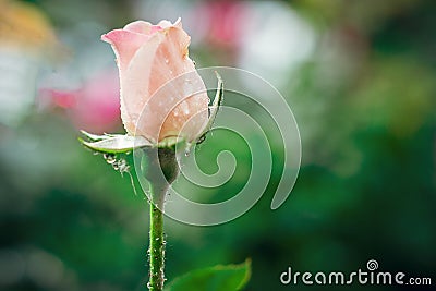 Beautiful bud on a pink rose stalk with drops of dew after rain against a backdrop of a green garden Stock Photo