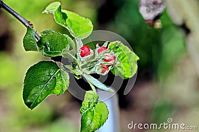 Beautiful buds, sprouts, small blooming flowers of the fruit trees in the spring garden. Close-up view. Stock Photo