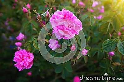 Beautiful Bulgarian Damask Roses Stock Photo