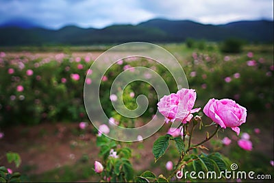 Beautiful Bulgarian Damask Roses Stock Photo