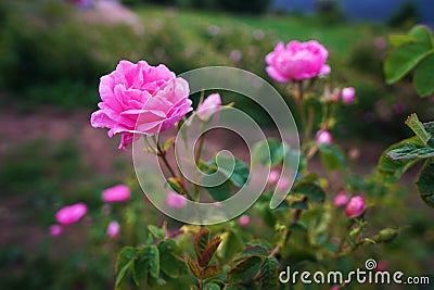 Beautiful Bulgarian Damask Roses Stock Photo